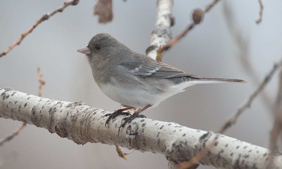 Dark-eyed Junco (White-winged) - ML628696741
