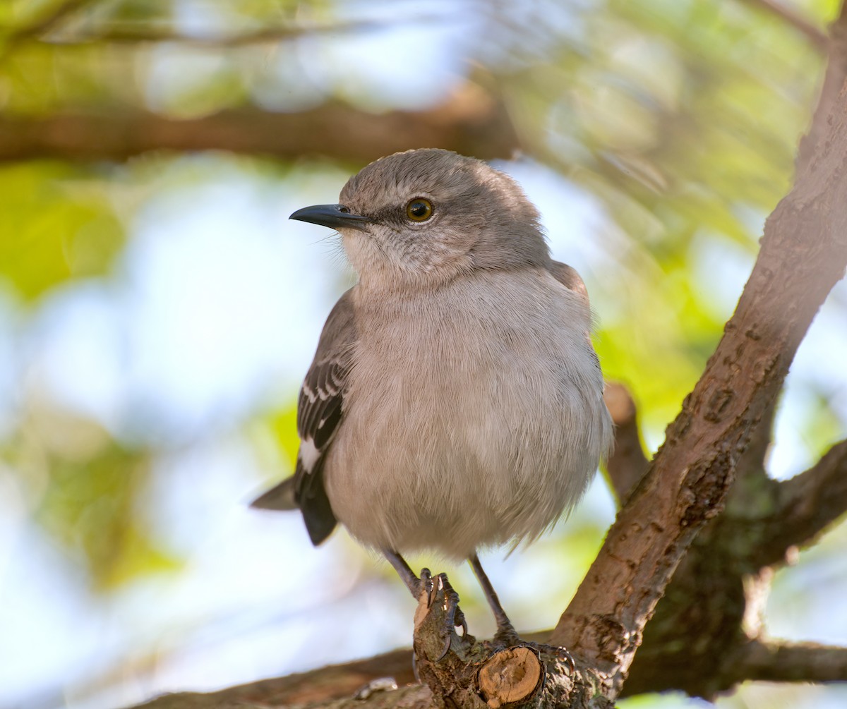 Northern Mockingbird - ML628696749