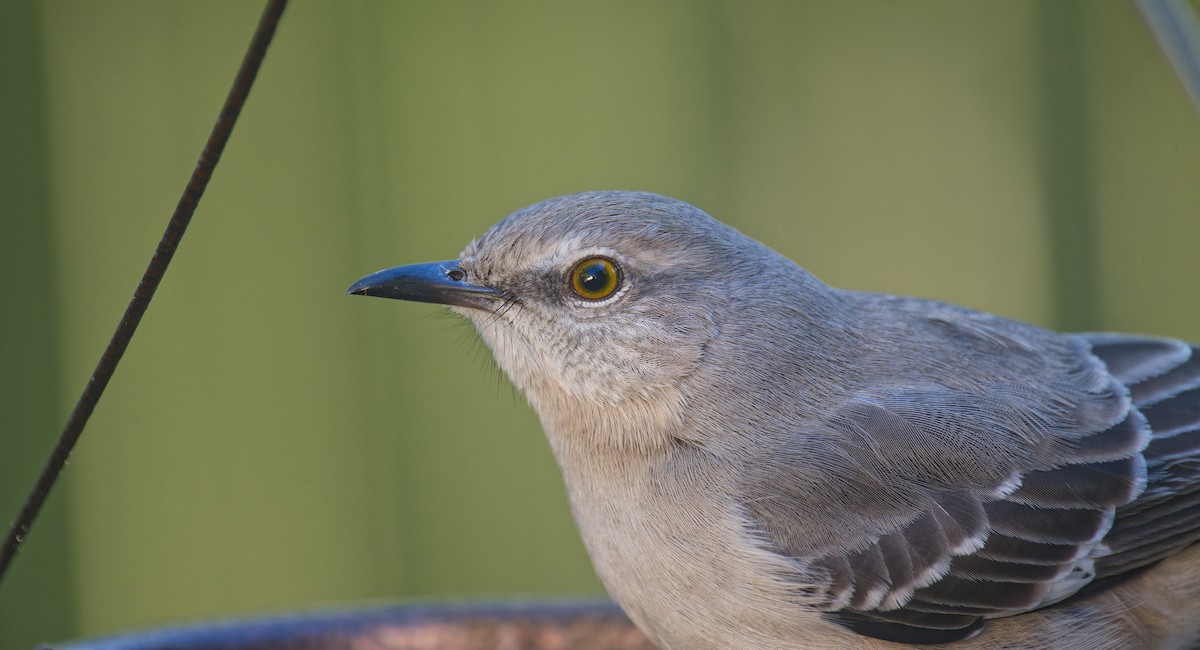 Northern Mockingbird - ML628696750