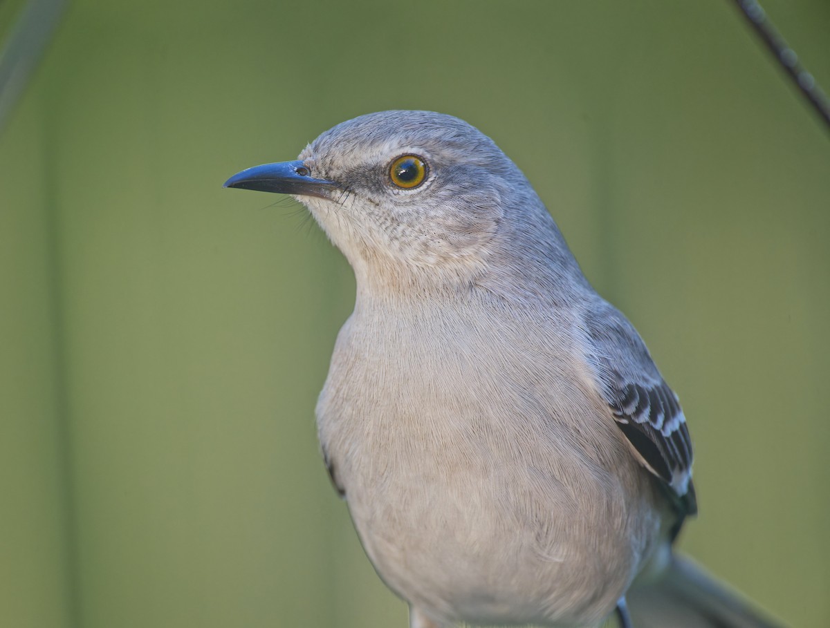 Northern Mockingbird - ML628696751