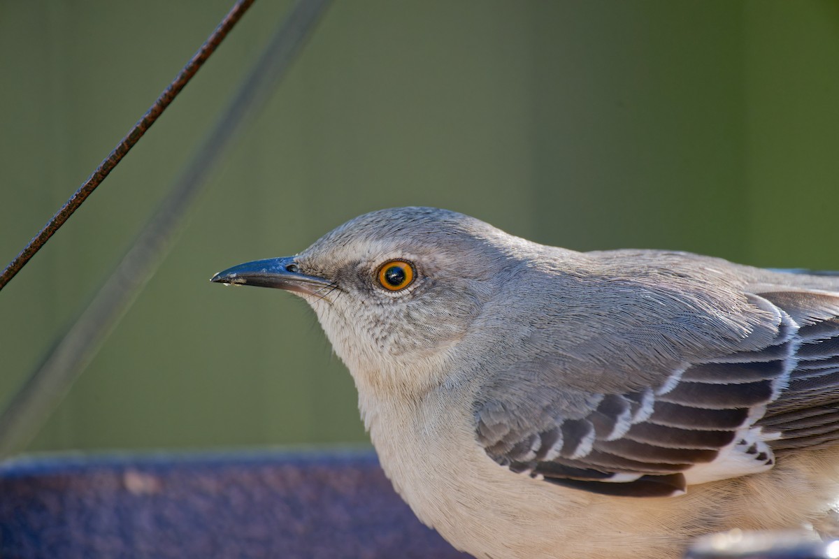 Northern Mockingbird - ML628696752