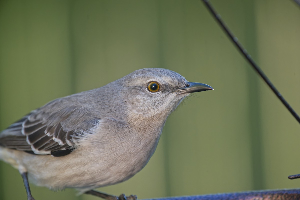 Northern Mockingbird - ML628696753