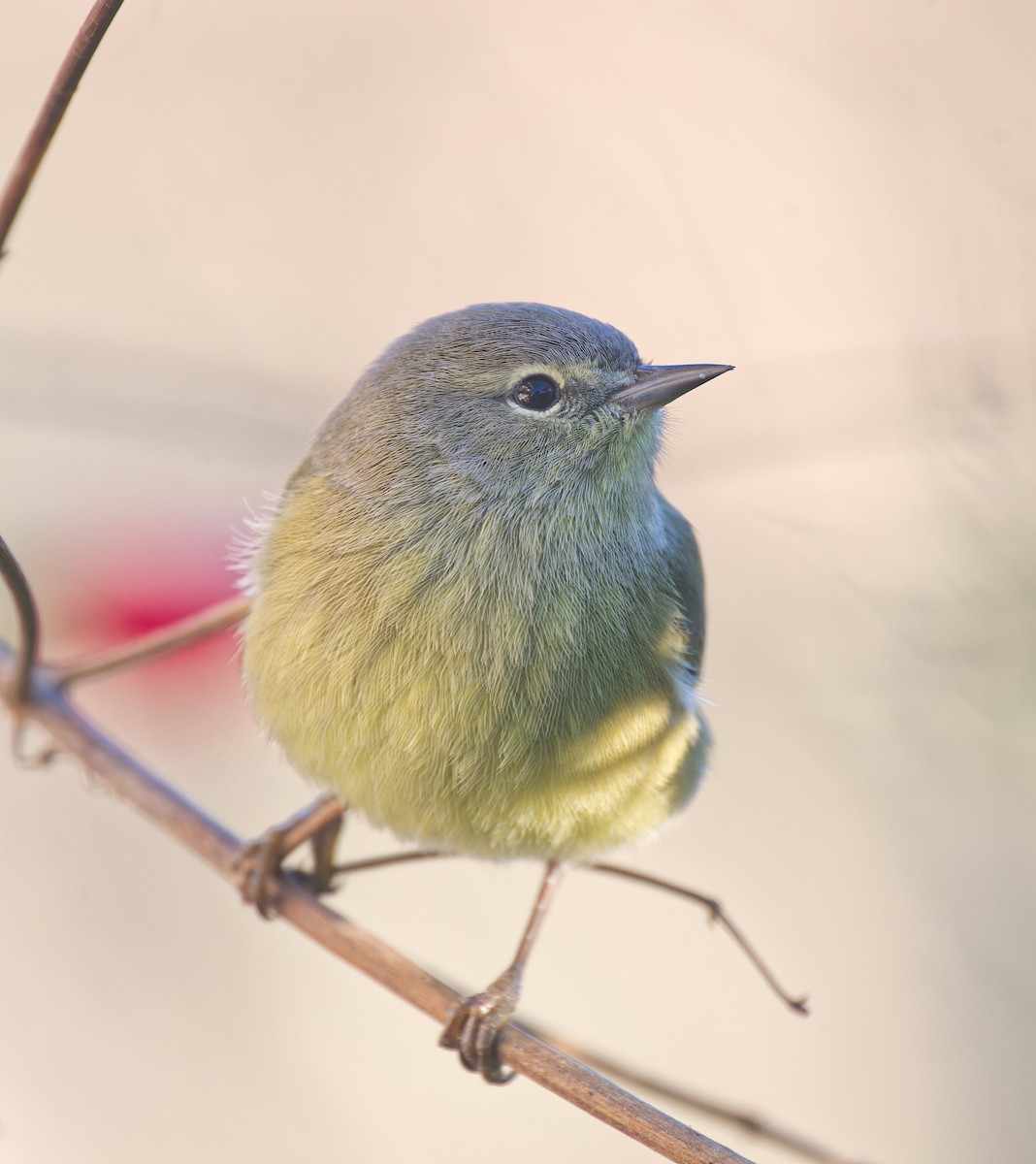 Orange-crowned Warbler - ML628696801