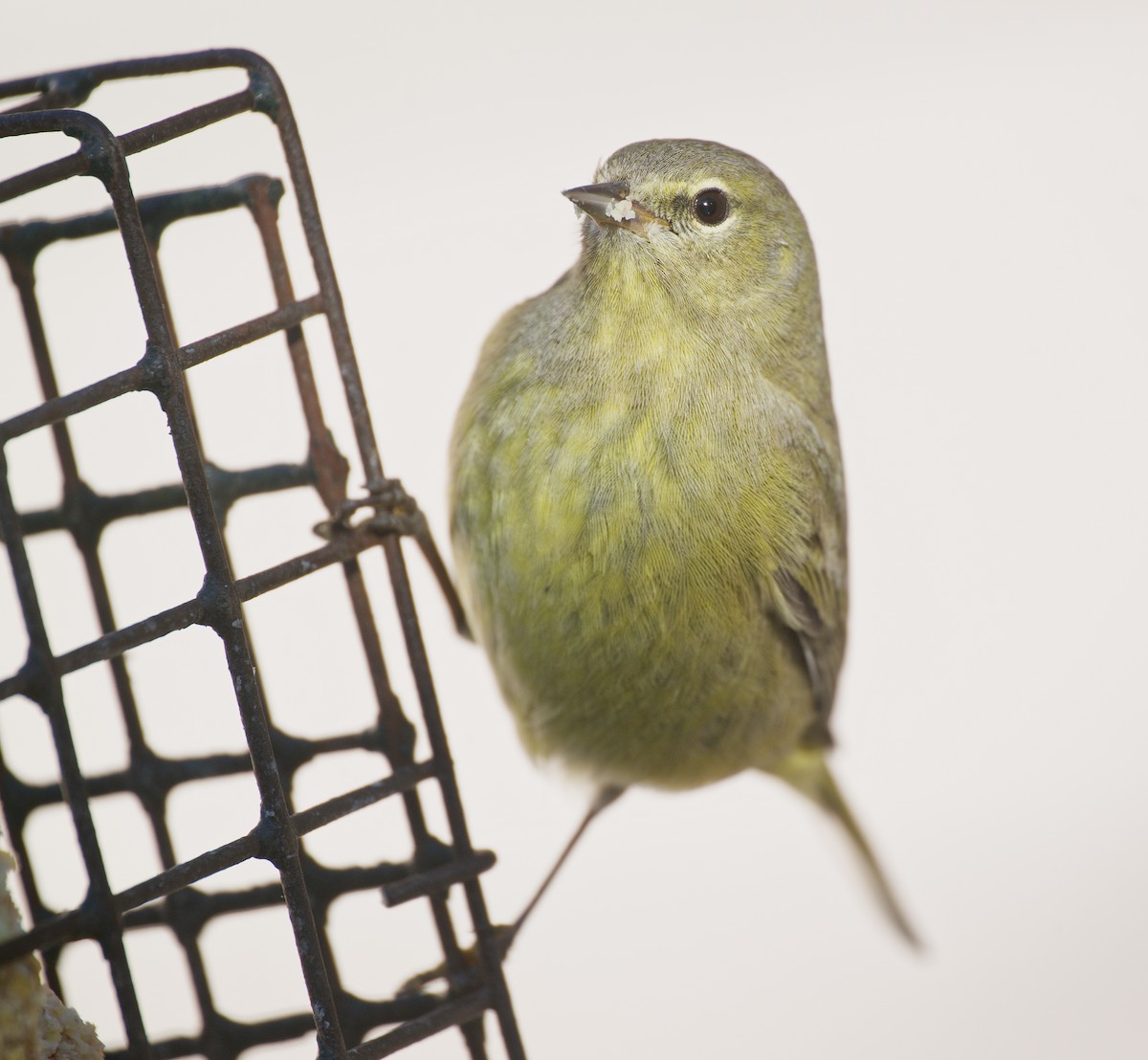 Orange-crowned Warbler - ML628696802