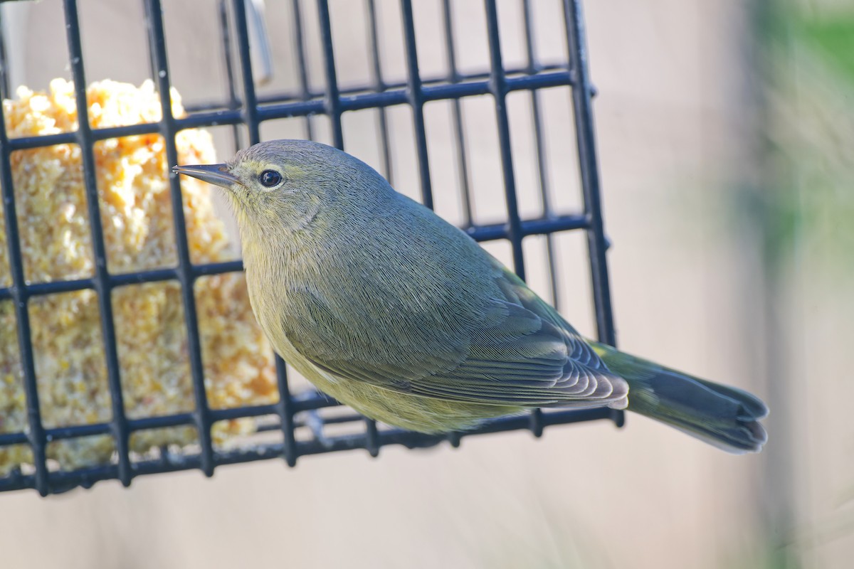 Orange-crowned Warbler - ML628696803