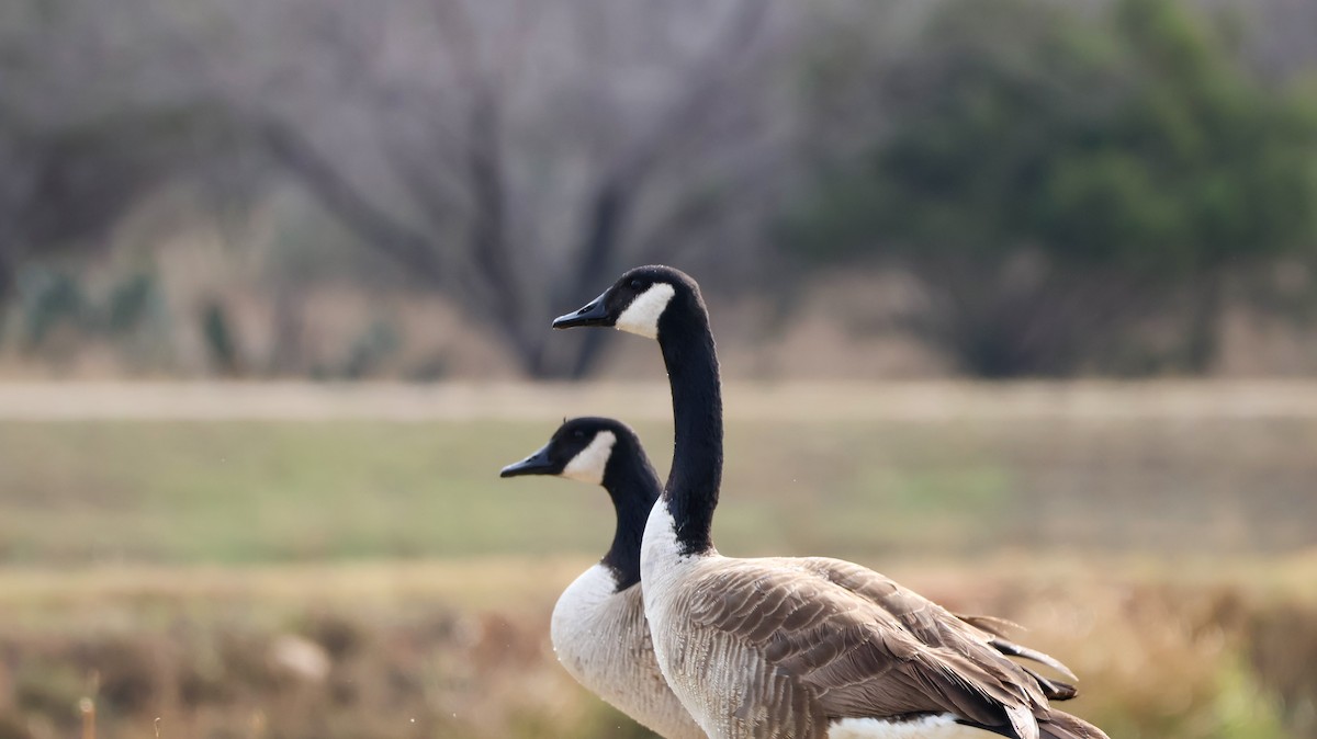 Canada Goose - ML628696814