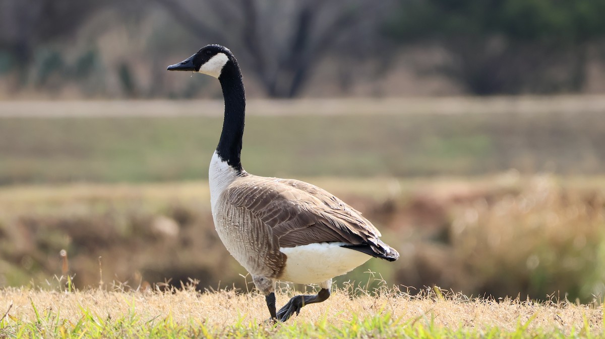 Canada Goose - ML628696815