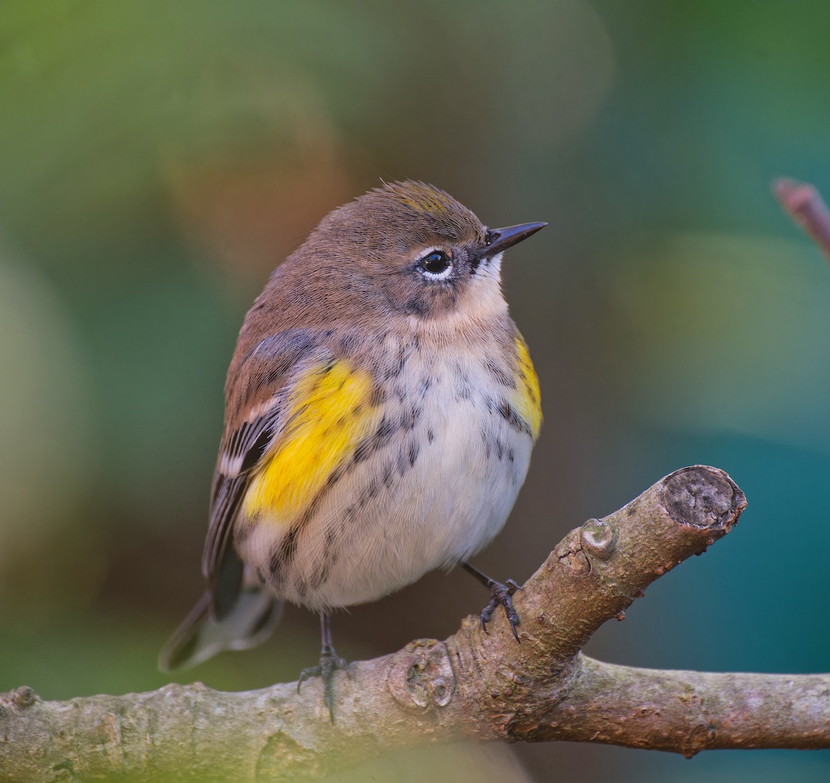 Yellow-rumped Warbler - ML628696819