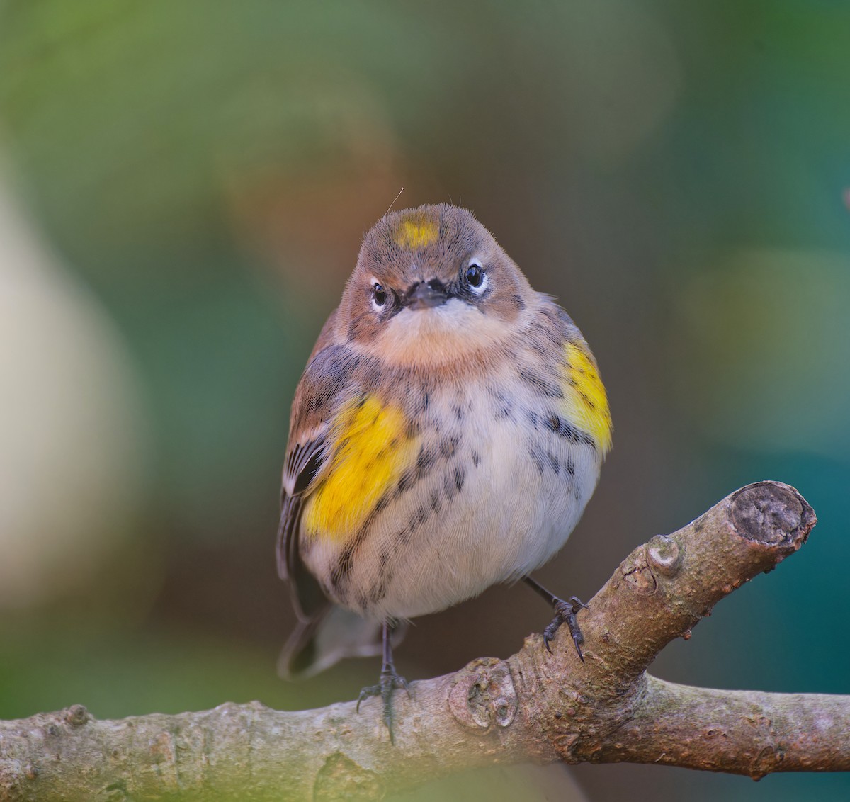 Yellow-rumped Warbler - ML628696820