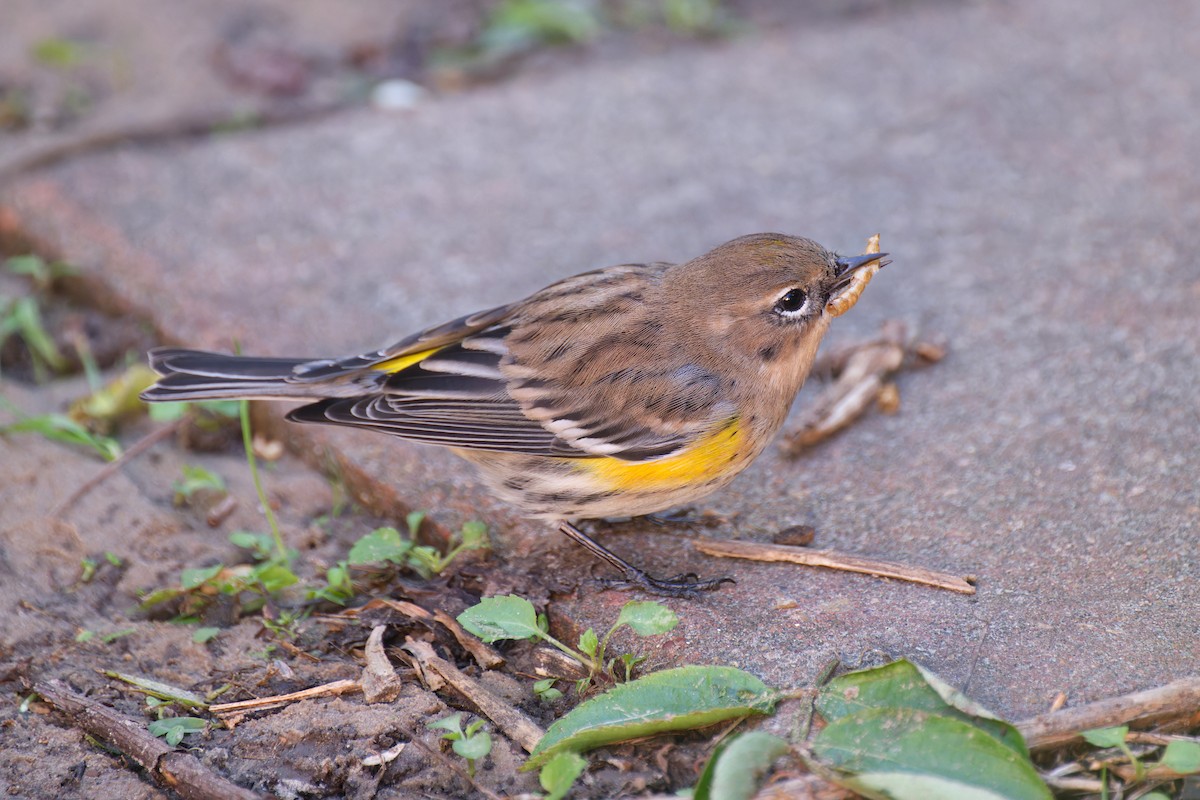 Yellow-rumped Warbler - ML628696822