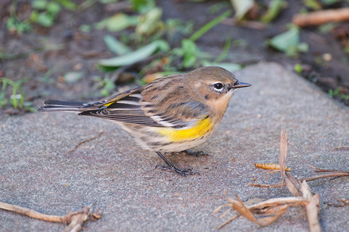 Yellow-rumped Warbler - ML628696823