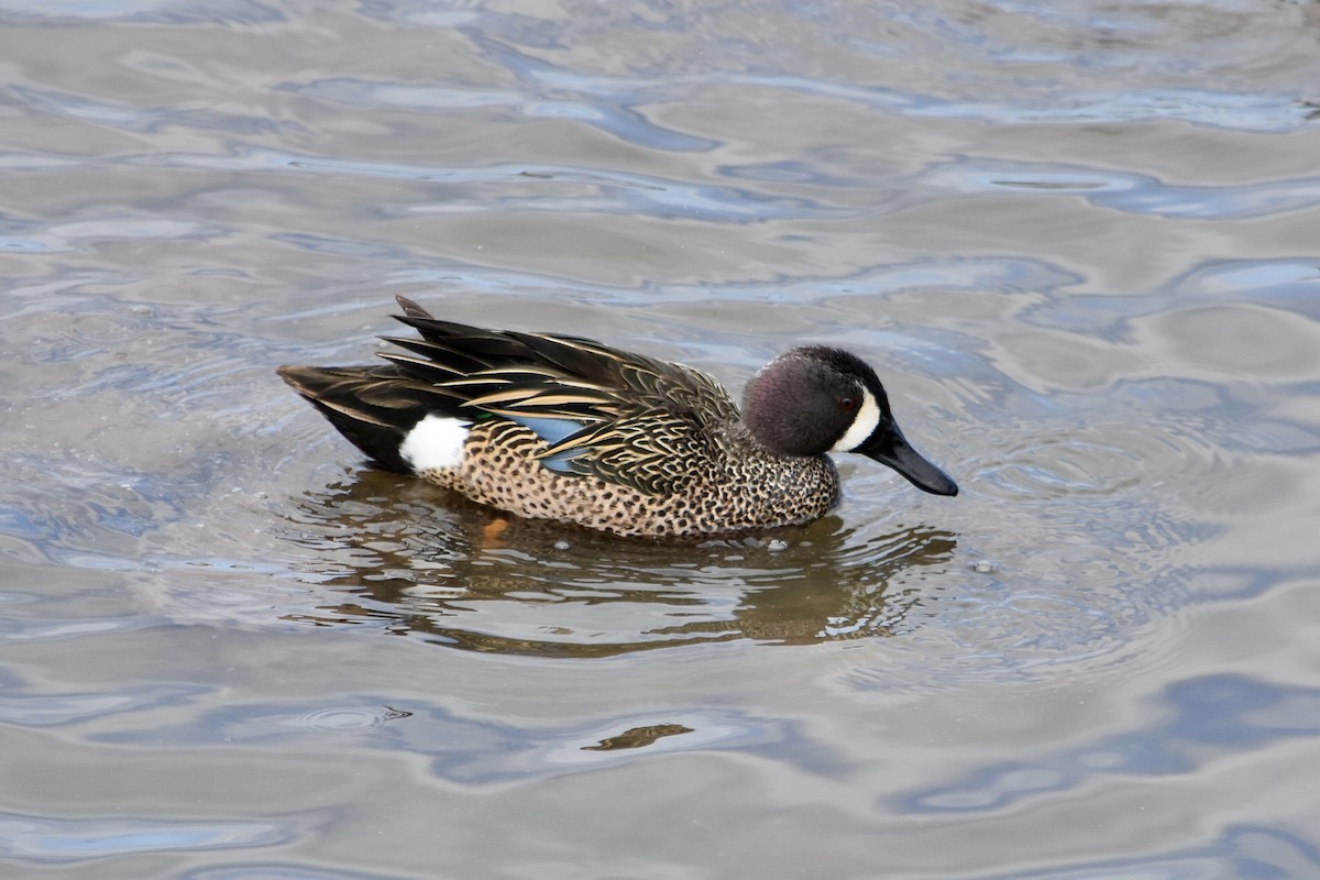 Blue-winged Teal - ML628696842