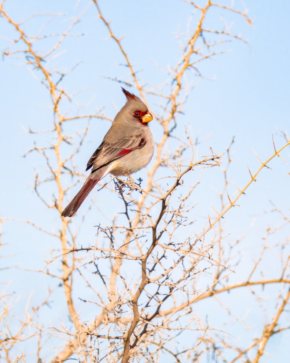 Pyrrhuloxia - ML628696869