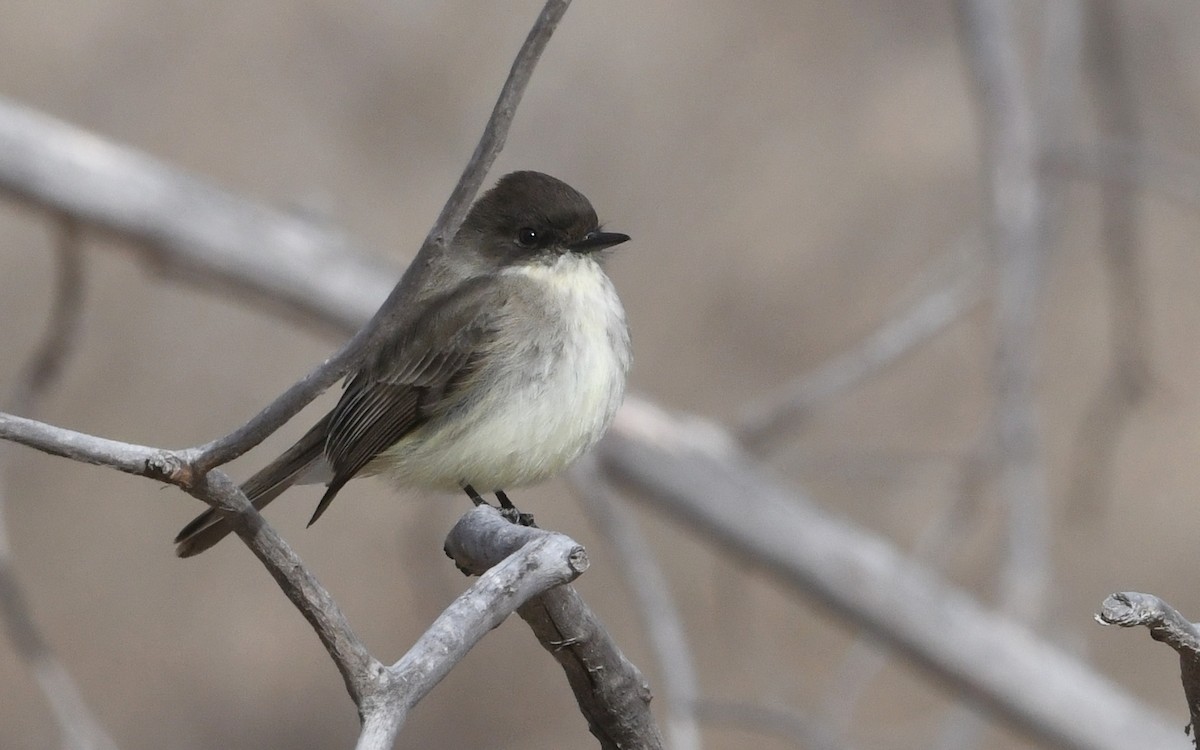 Eastern Phoebe - ML628696910