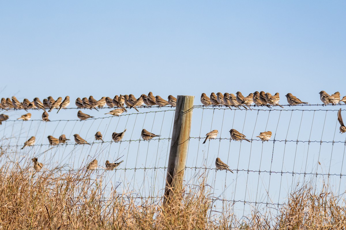 Lark Bunting - ML628696975