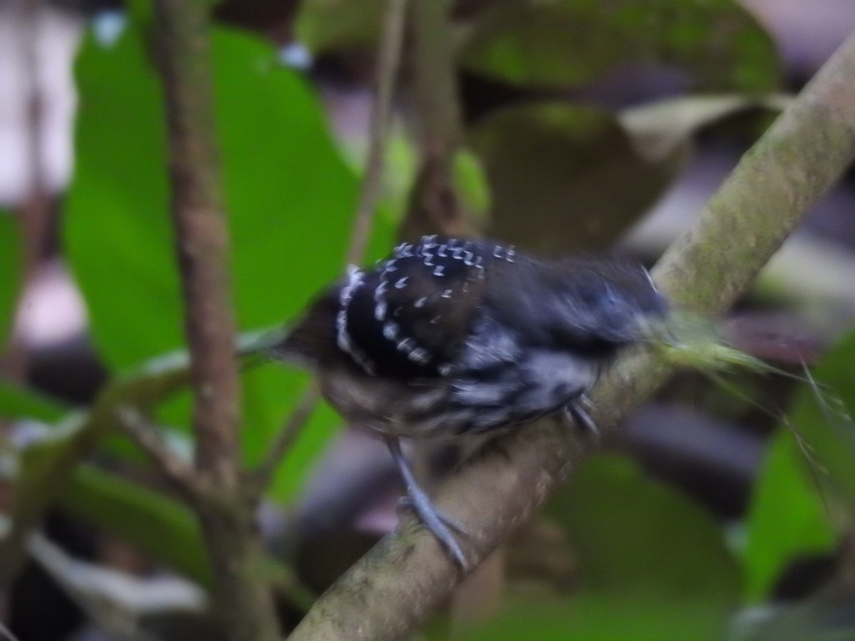 Dot-backed Antbird - ML628697046