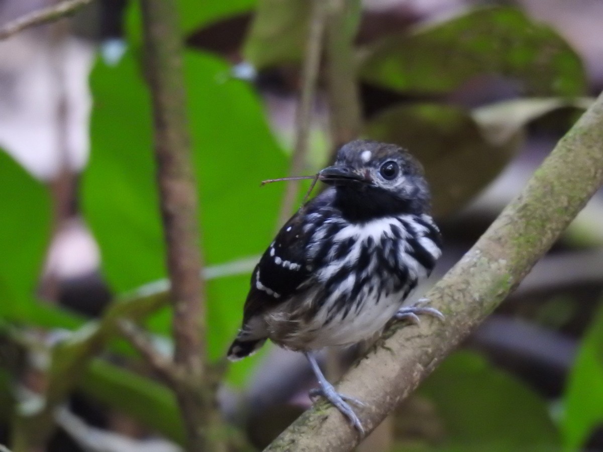 Dot-backed Antbird - ML628697051