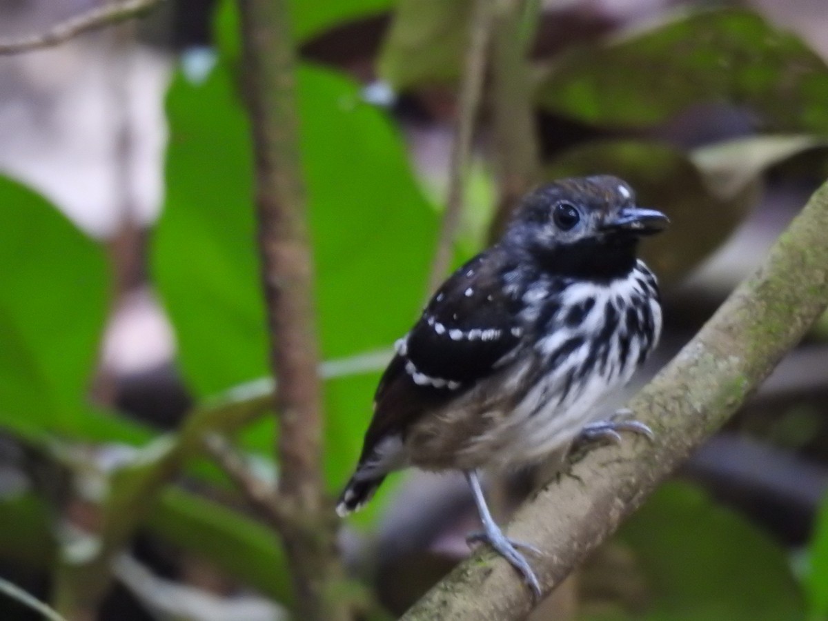 Dot-backed Antbird - ML628697052