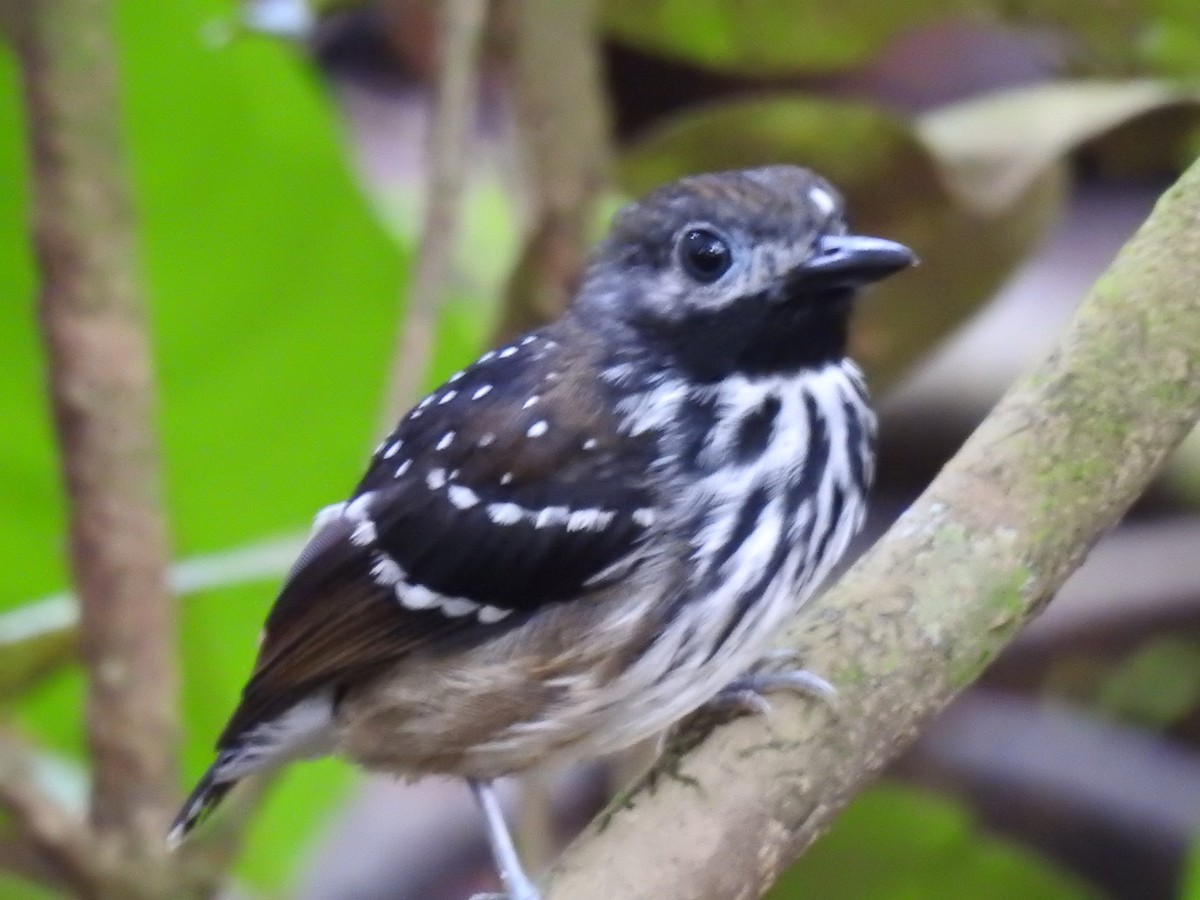 Dot-backed Antbird - ML628697054