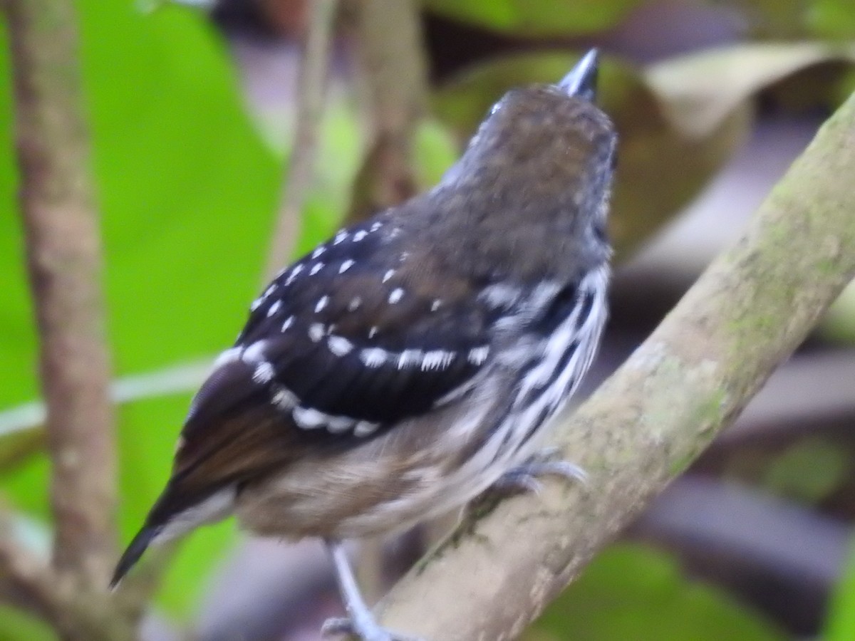 Dot-backed Antbird - ML628697055