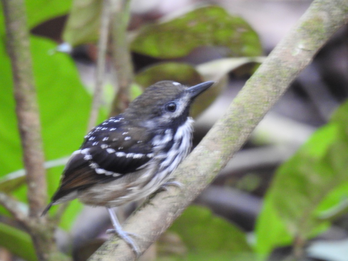 Dot-backed Antbird - ML628697058