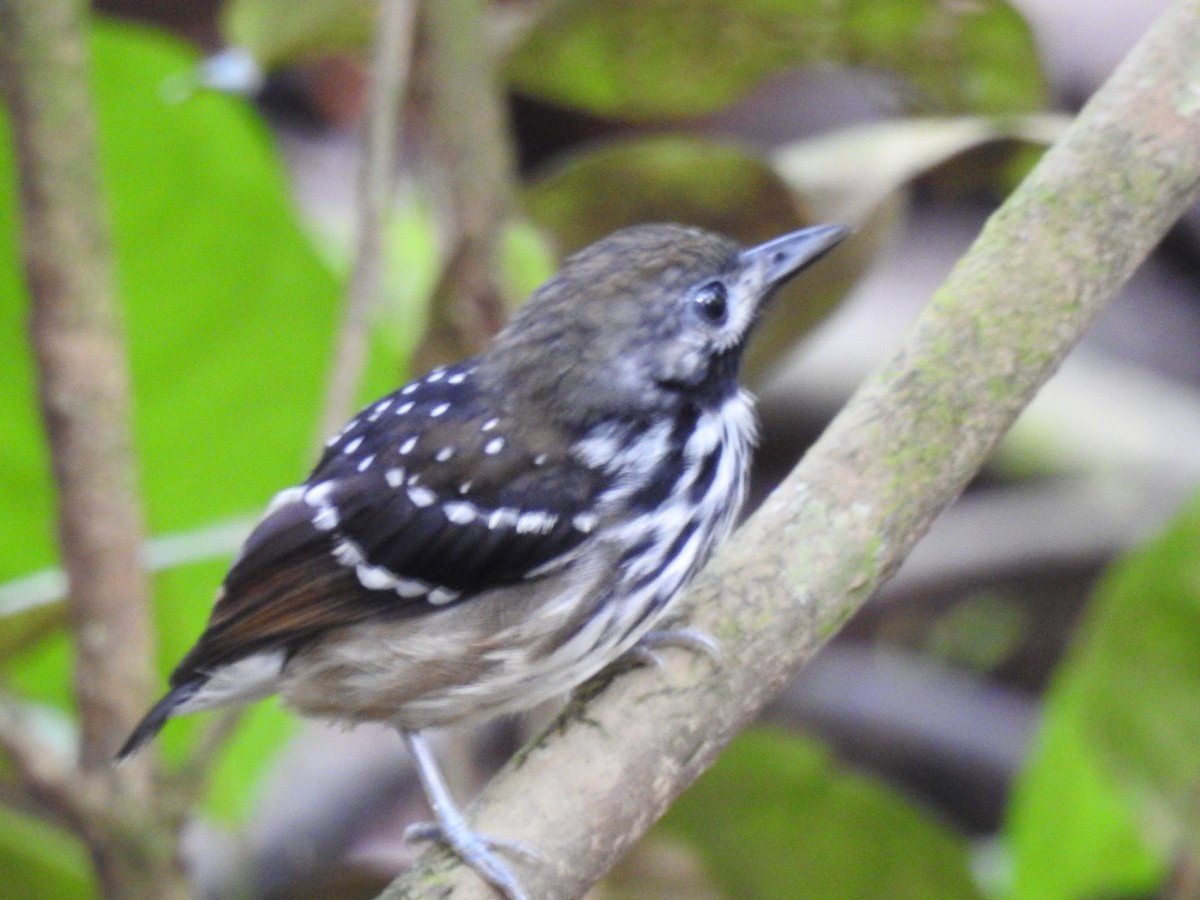 Dot-backed Antbird - ML628697063