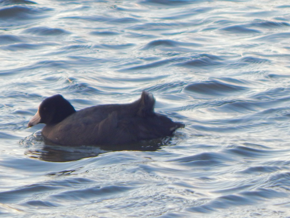 American Coot - ML628697157