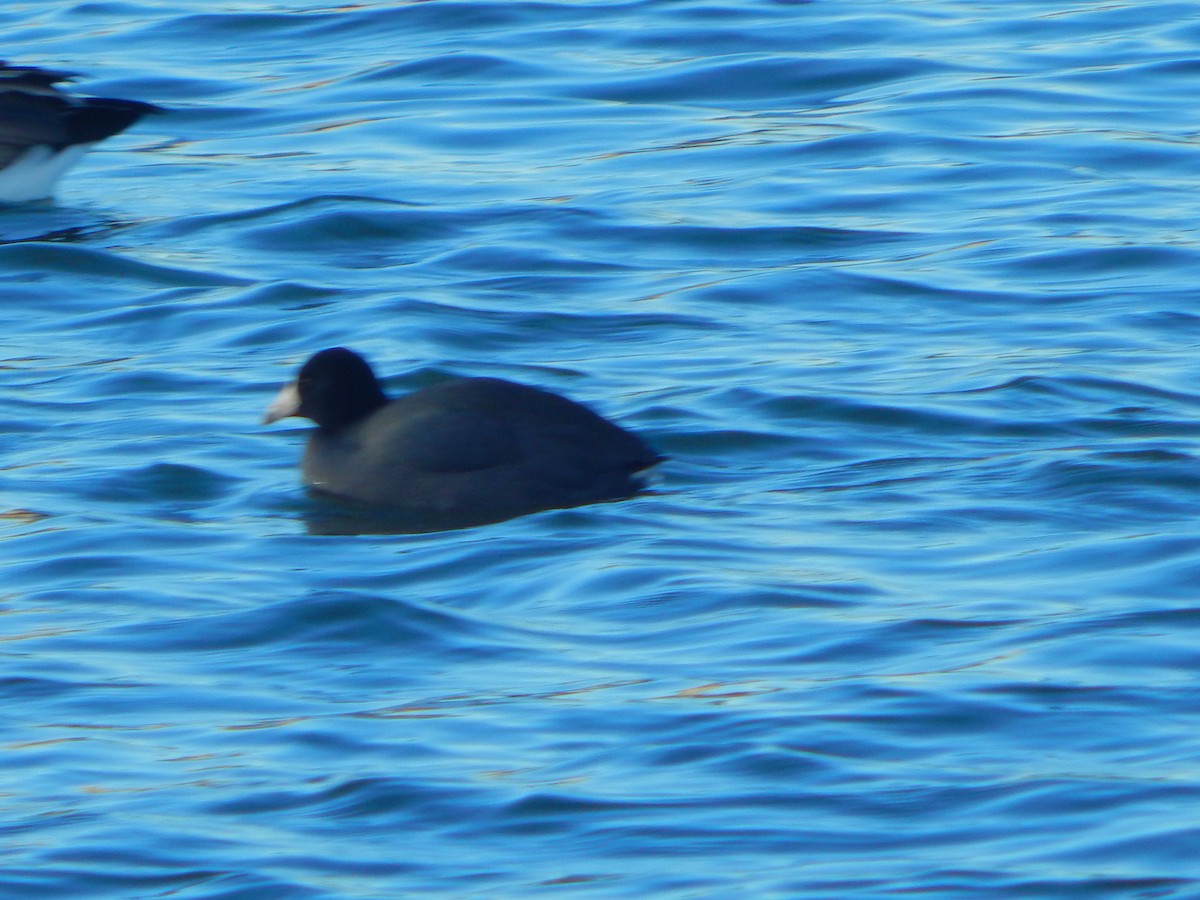 American Coot - ML628697158