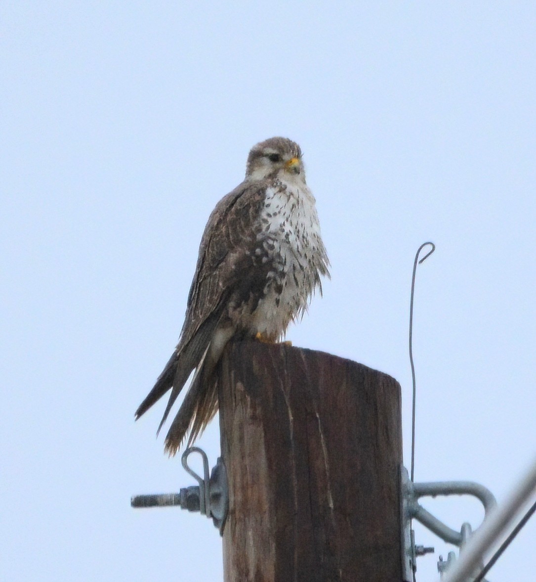 Prairie Falcon - ML628697306