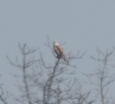 Ferruginous Hawk - ML628697359