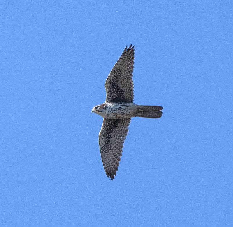 Prairie Falcon - ML628697388