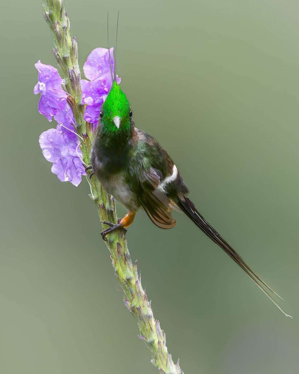 Wire-crested Thorntail - ML628697404