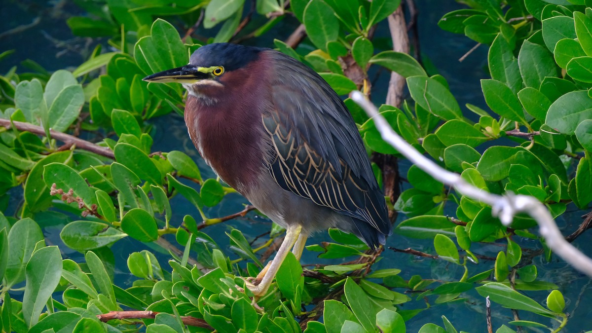 Green Heron - ML628697418