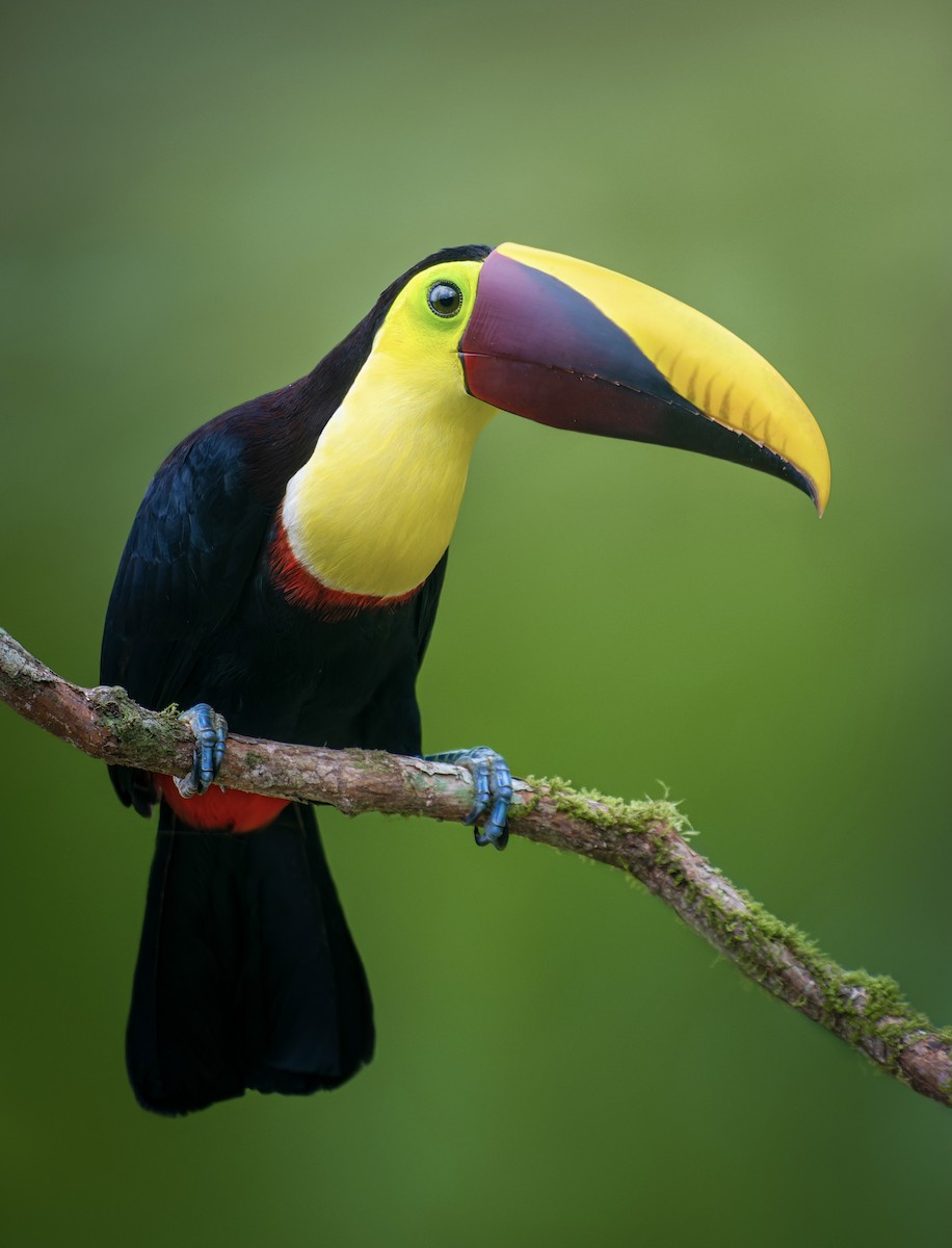 Yellow-throated Toucan - ML628697671
