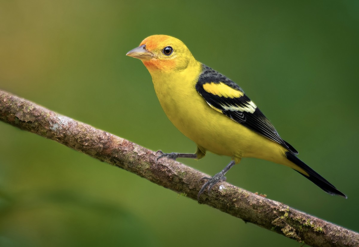 Western Tanager - ML628697701