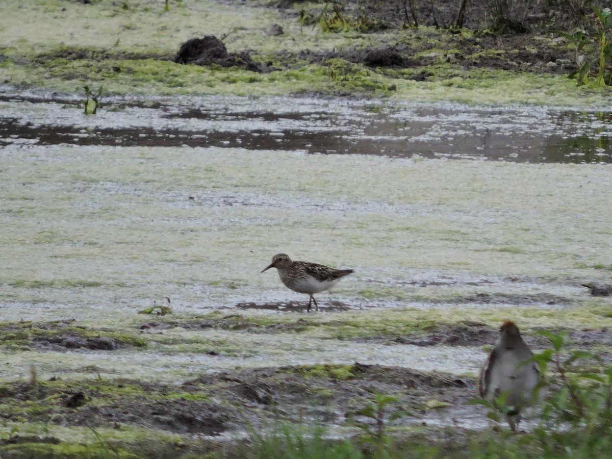 Least Sandpiper - ML62869771