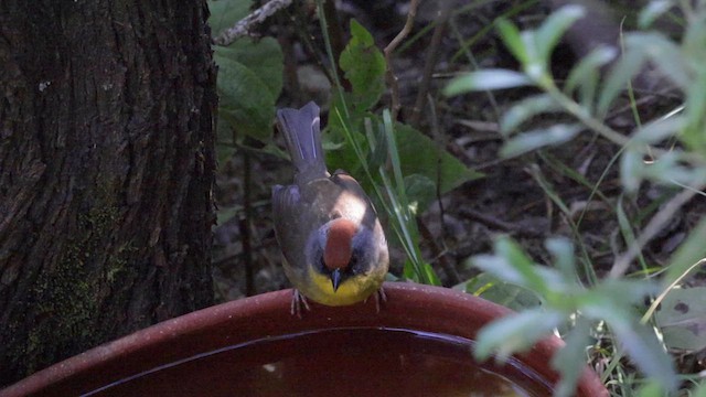 Rufous-capped Brushfinch - ML628697730
