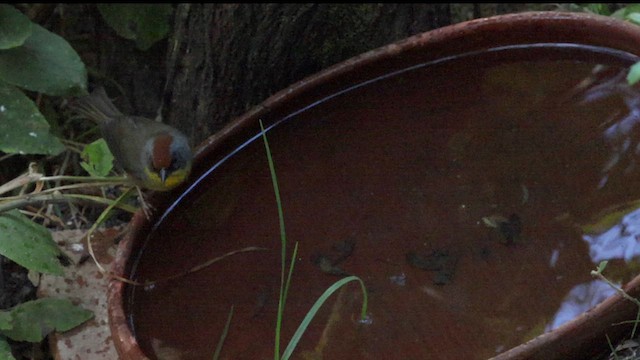 Rufous-capped Brushfinch - ML628698002