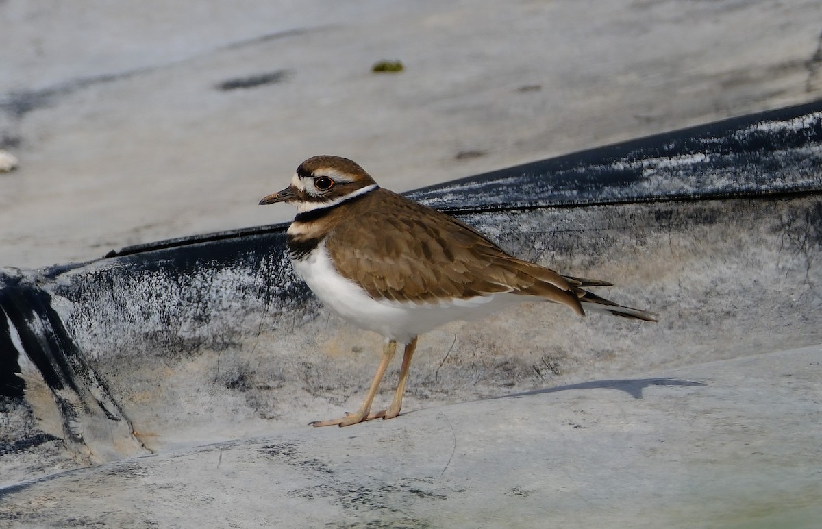Killdeer - ML628698003