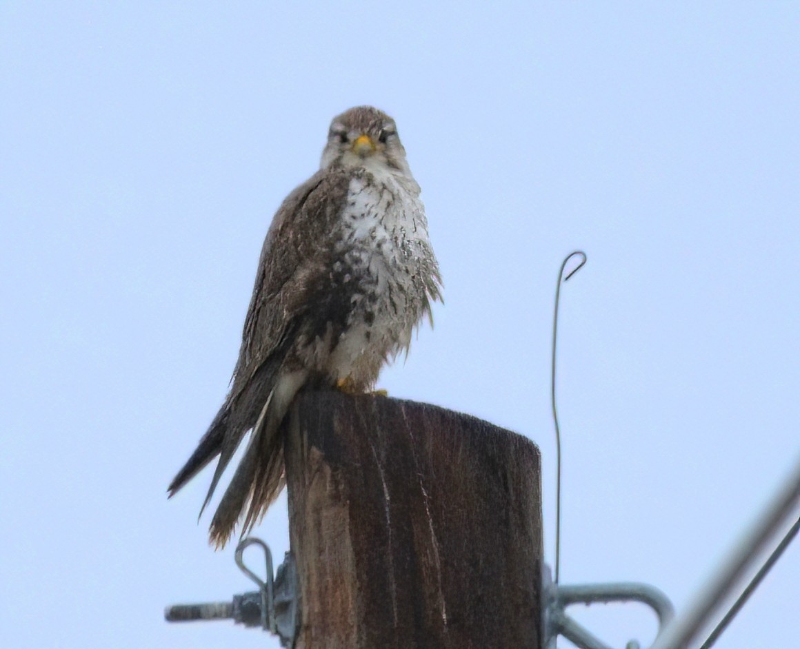 Prairie Falcon - ML628698012