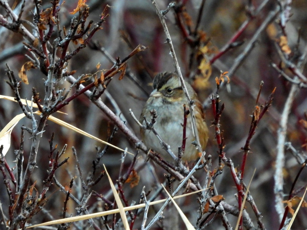 Swamp Sparrow - ML628698430