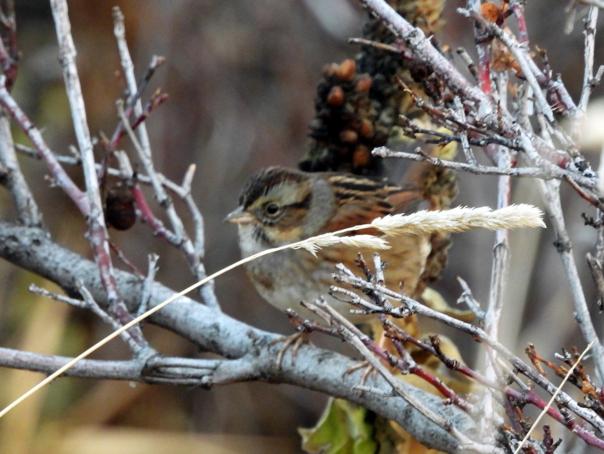 Swamp Sparrow - ML628698431