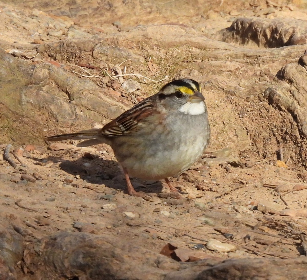 White-throated Sparrow - ML628698886