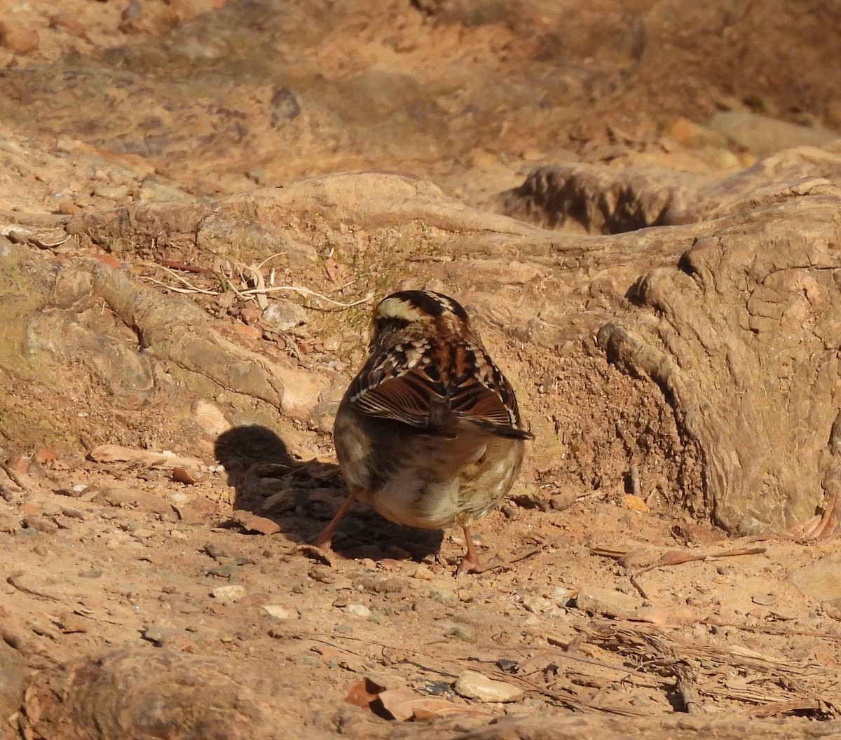 White-throated Sparrow - ML628698887