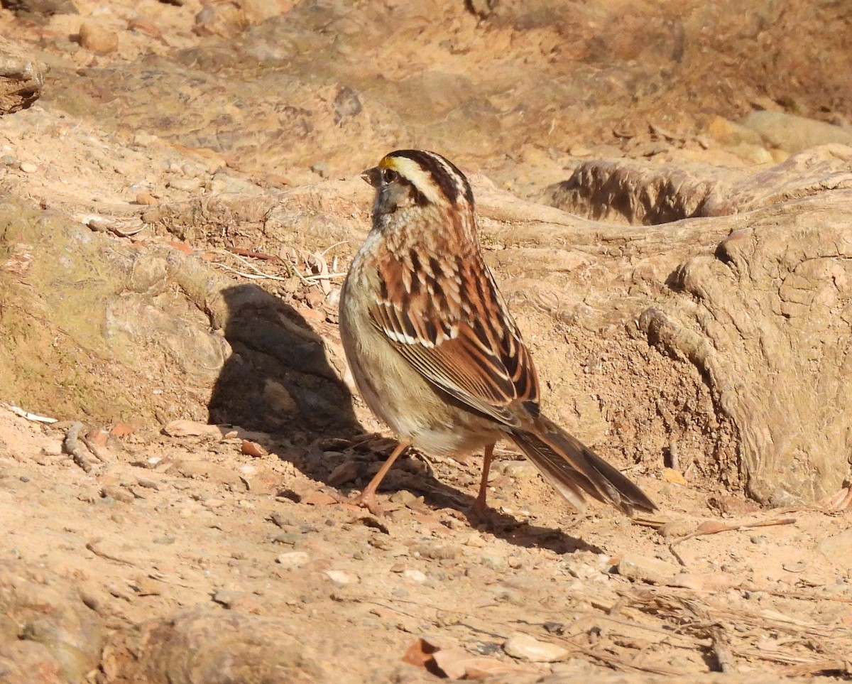 White-throated Sparrow - ML628698888