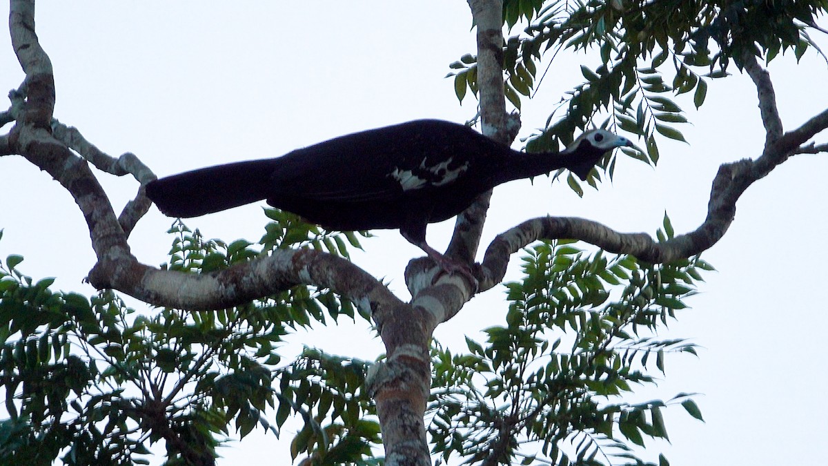 Blue-throated Piping-Guan - Daniel Pacheco Osorio