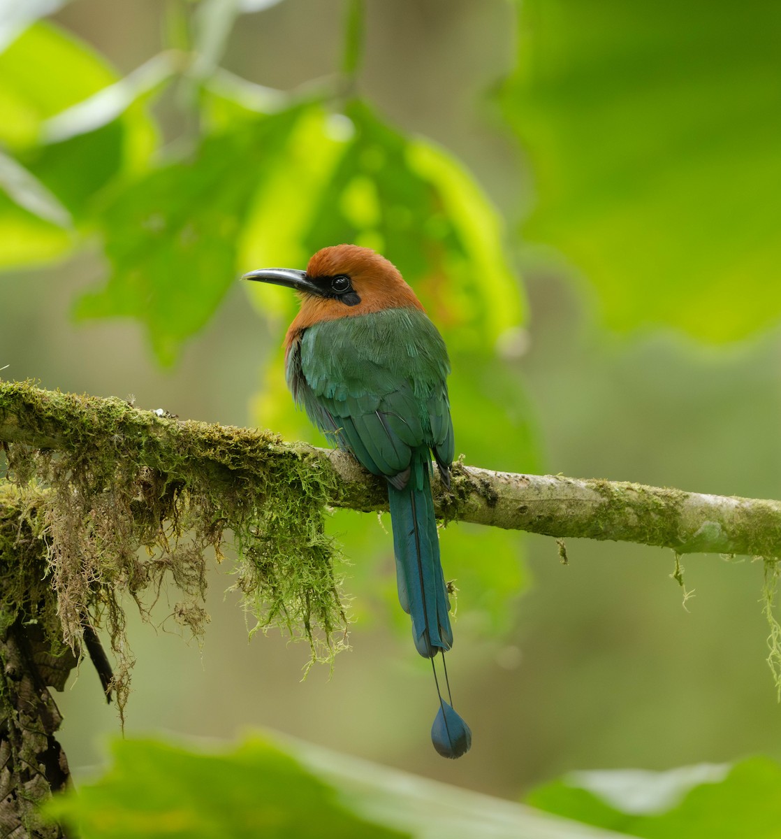 Broad-billed Motmot - ML628698958