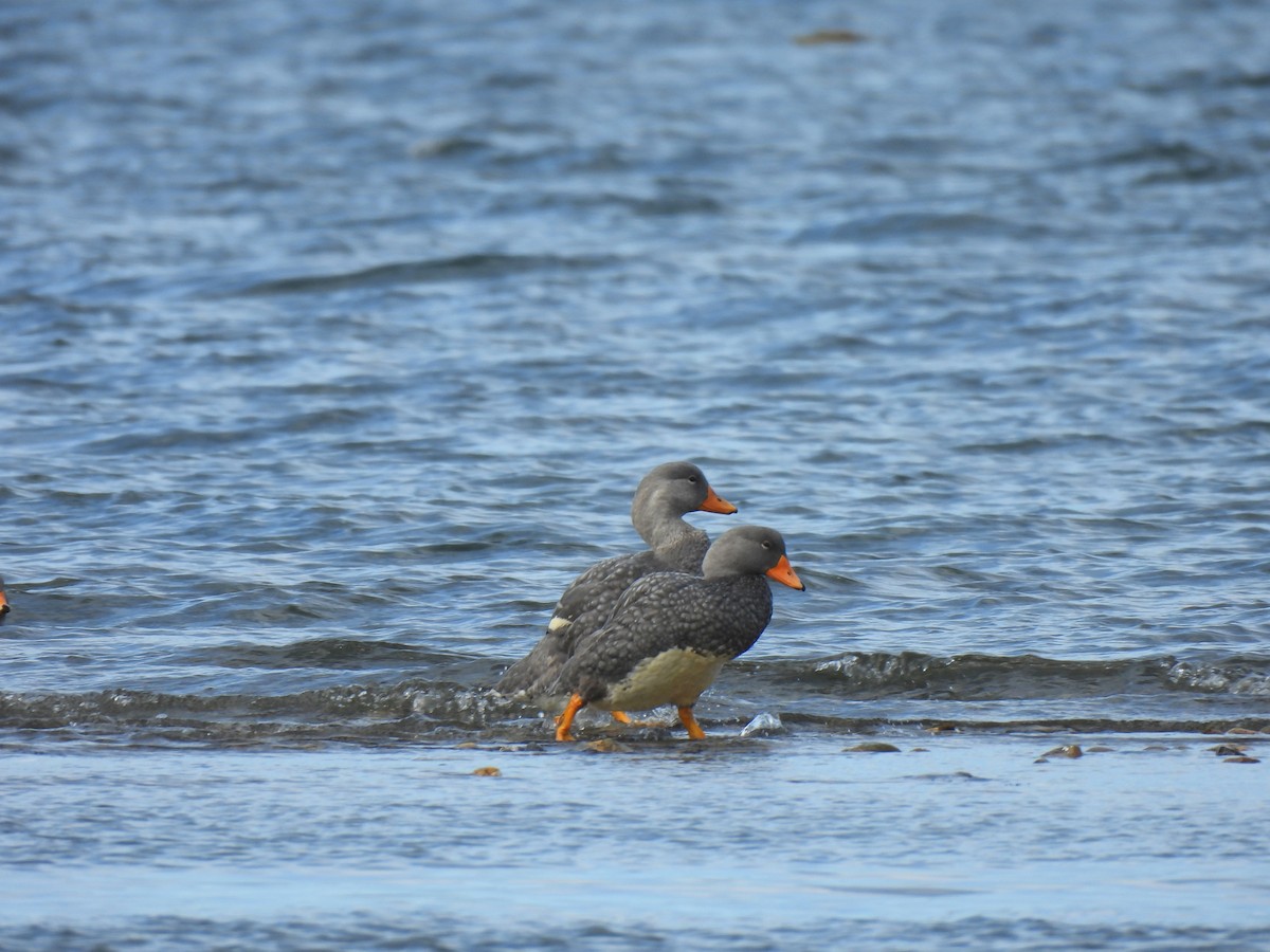 Flightless Steamer-Duck - ML628699078