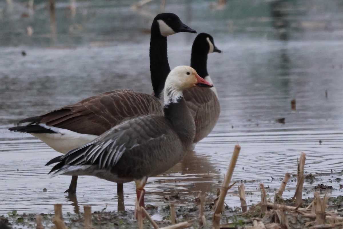Snow Goose - ML628699174