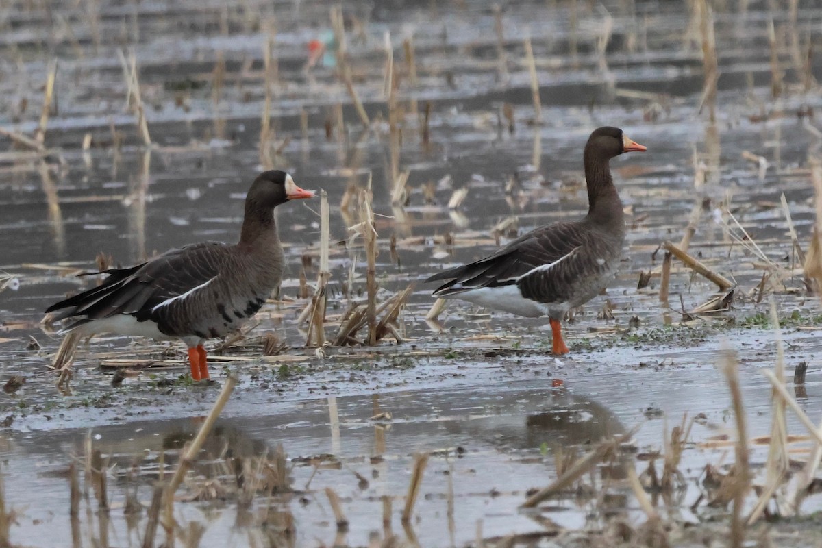 Greater White-fronted Goose - ML628699195